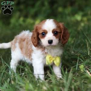 Mickey, Cavalier King Charles Spaniel Puppy